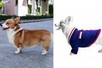 Create Corgi Dog With 3D Tech