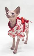 Hairless cat Model